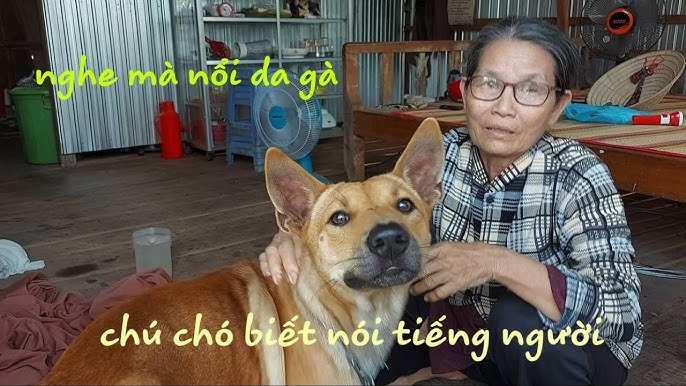 Con Chó Biết Nói Chuyện: Sự Thật, Huyền Thoại và Khoa Học Đằng Sau
