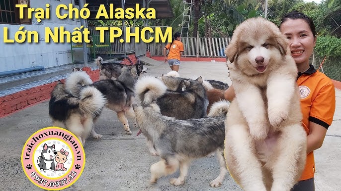 Chó Mặt Xệ Giá Rẻ TPHCM: Cẩm Nang Mua Bán Chi Tiết