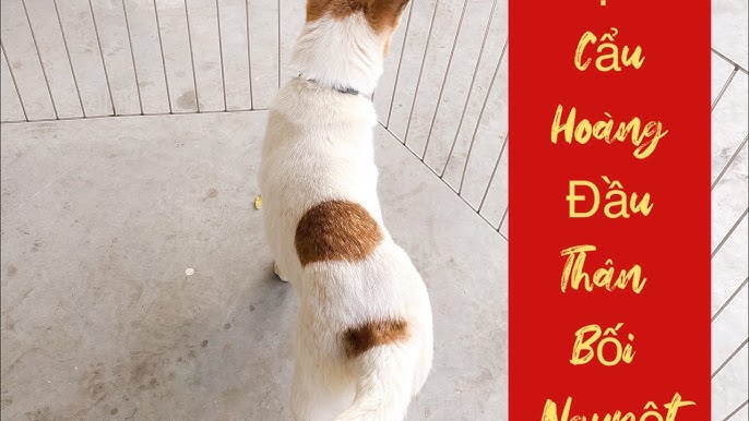 Bán Chó Bạch Cẩu Hoàng Đầu: Khám Phá Thần Khuyển May Mắn và Hướng Dẫn Mua Bán Chi Tiết