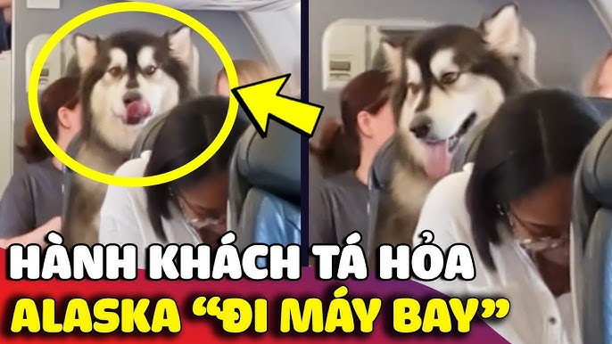 Có Được Mang Chó Lên Xe Khách Không? Quy Định Và Lựa Chọn Tốt Nhất