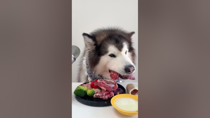 Chăm sóc chó Husky 3 tháng tuổi toàn diện để phát triển khỏe mạnh