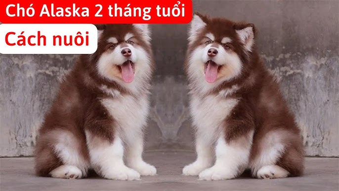 Chăm sóc chó Husky 3 tháng tuổi toàn diện để phát triển khỏe mạnh