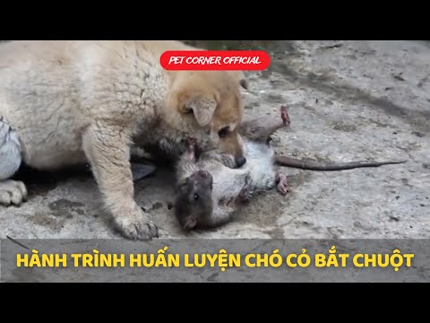 Huấn Luyện Chó Bắt Chuột Hiệu Quả: Hướng Dẫn Toàn Diện