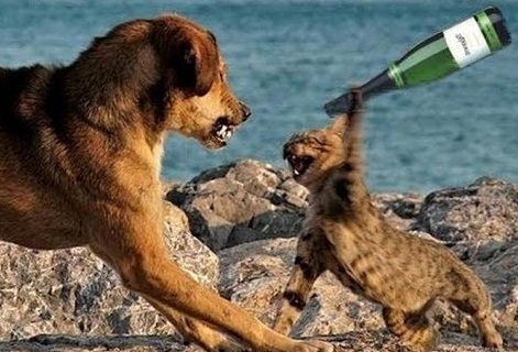 Vì Sao Chó Mèo Ghét Nhau? Giải Mã Tận Gốc Nguyên Nhân