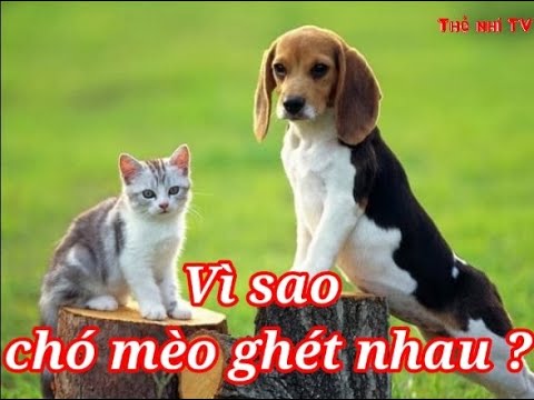 Vì Sao Chó Mèo Ghét Nhau? Giải Mã Tận Gốc Nguyên Nhân