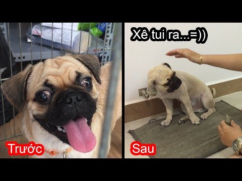Có Nên Cạo Lông Chó Pug Không? Chăm Sóc Đúng Cách