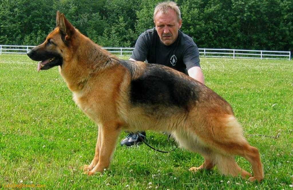 Kỹ Thuật Huấn Luyện Chó Becgie Chuyên Sâu Từ Cơ Bản Đến Nâng Cao