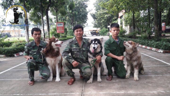 Trung Tâm Huấn Luyện Chó Cảnh: Hướng Dẫn Toàn Diện