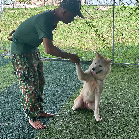 Huấn luyện chó Akita vâng lời tại trường huấn luyện chó nghiệp vụ