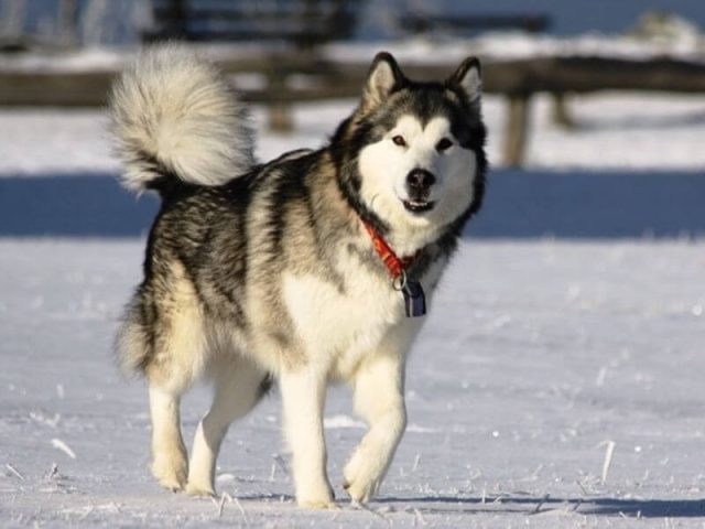 Huấn luyện chó Alaska chuyên nghiệp