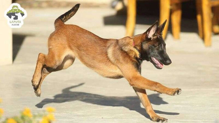 Huấn luyện chó Becgie Bỉ Malinois vệ sinh đúng chỗ, giữ gìn sạch sẽ.