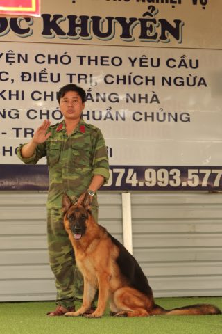 Kỹ Thuật Huấn Luyện Chó Becgie Chuyên Sâu Từ Cơ Bản Đến Nâng Cao