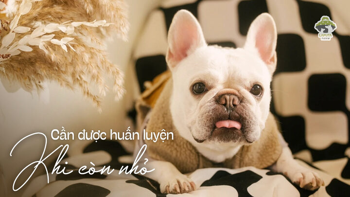 Huấn luyện chó Bull Pháp từ nhỏ để phát triển tính cách và giảm chi phí đào tạo