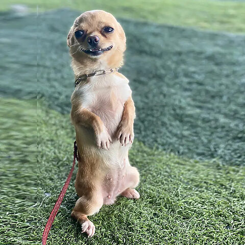 Huấn luyện chó Chihuahua nhỏ nhắn tại trường huấn luyện chó nghiệp vụ