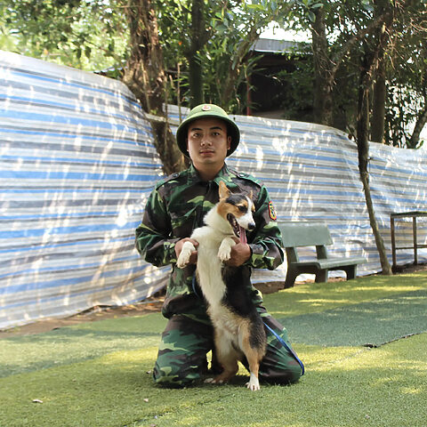 Huấn luyện chó Corgi tại trường huấn luyện chó nghiệp vụ
