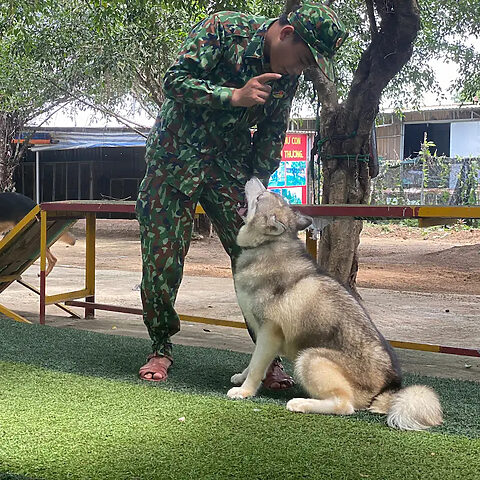 Huấn luyện chó Husky năng động tại trường huấn luyện chó nghiệp vụ