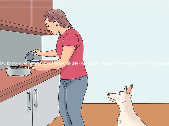 Huấn luyện chó không ăn bả từ tay chủ