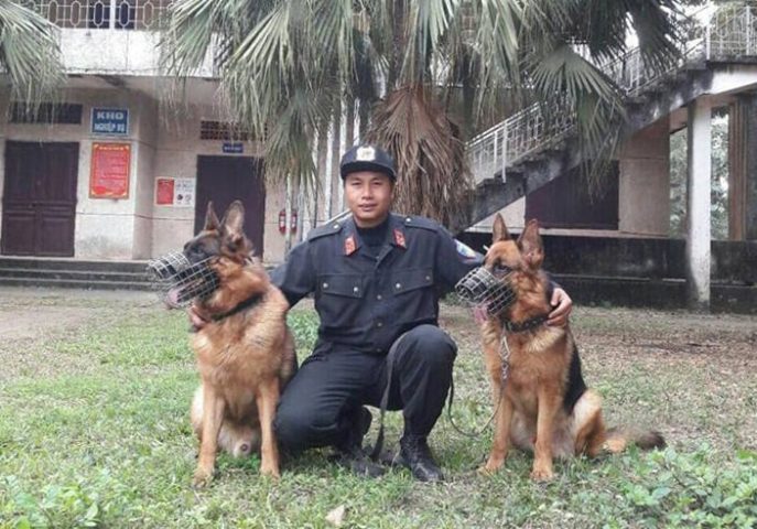 Huấn luyện chó nghiệp vụ công an làm nhiệm vụ