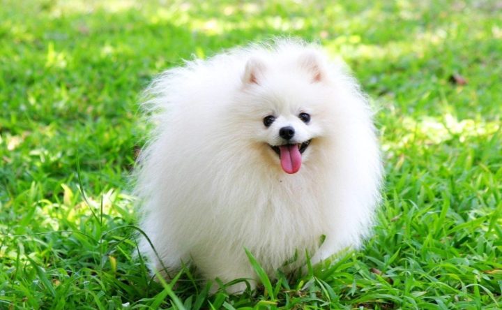 Giống Chó Nhỏ Lông Trắng Phổ Biến Nhất: Hướng Dẫn Chi Tiết