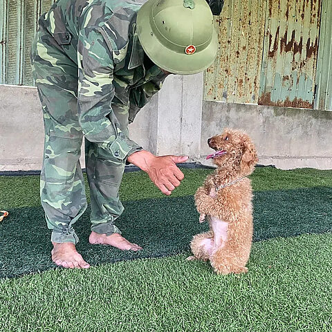 Huấn luyện chó Poodle thông minh tại trường huấn luyện chó nghiệp vụ