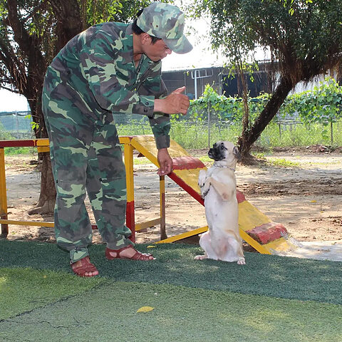 Huấn luyện chó Pug đáng yêu tại trường huấn luyện chó nghiệp vụ