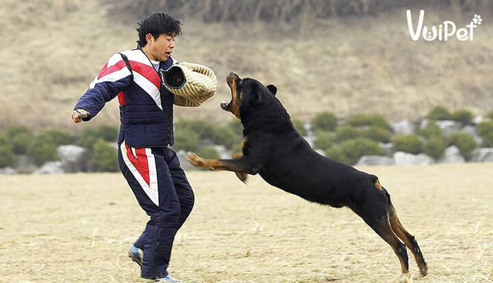 Kinh nghiệm nuôi chó Rottweiler khỏe mạnh, toàn diện