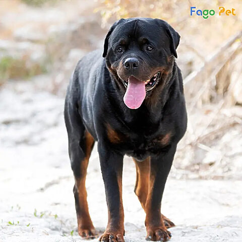 Huấn luyện chó Rottweiler đứng yên tại chỗ, tư thế vững vàng và tuân thủ mệnh lệnh.