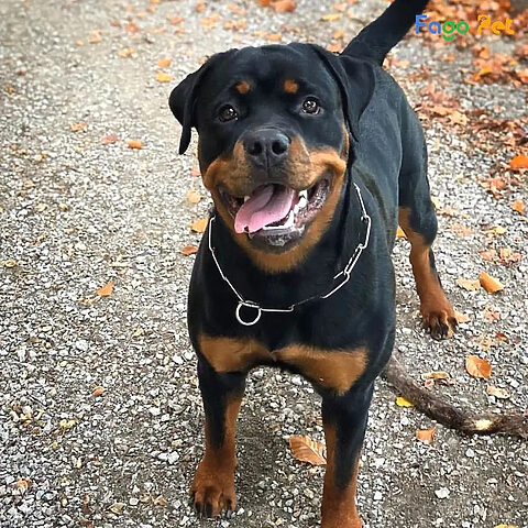 Huấn luyện chó Rottweiler phòng vệ chủ, tăng cường bản năng bảo vệ một cách có kiểm soát.