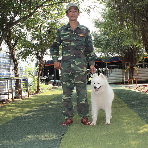 Huấn luyện chó Samoyed thân thiện tại trường huấn luyện chó nghiệp vụ