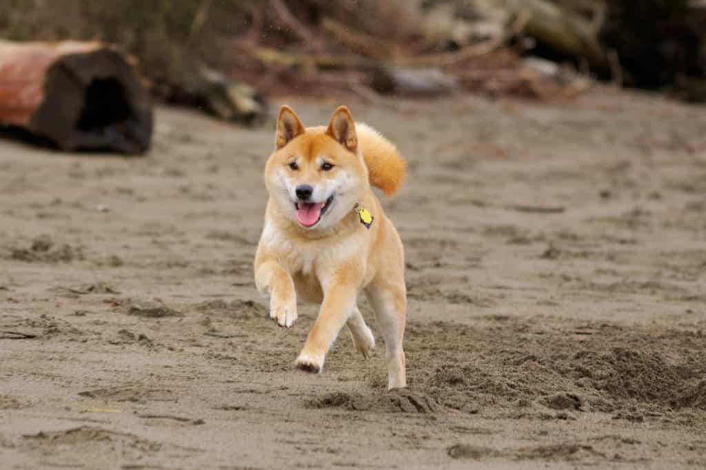 Cách Huấn Luyện Chó Shiba Hiệu Quả Từ A-Z Cho Người Mới