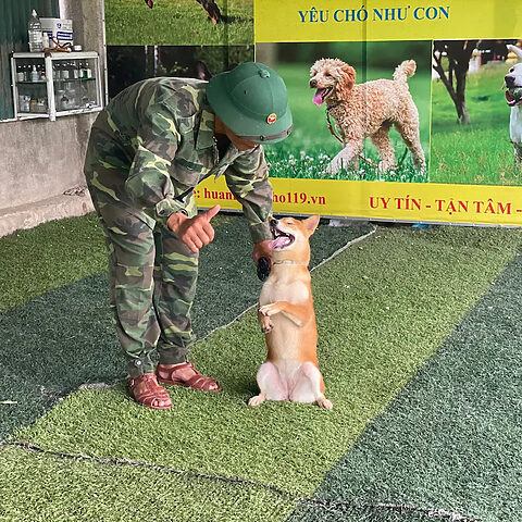 Huấn luyện chó Shiba Inu tại trường huấn luyện chó nghiệp vụ
