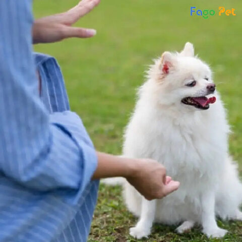 Huấn luyện kỹ năng bắt tay cho chó Phốc Sóc