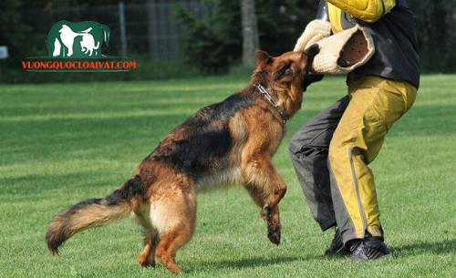 Huấn luyện kỹ năng cơ bản cho chó Becgie Đức lông dài
