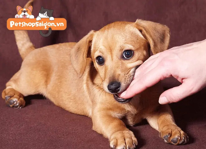 Huấn luyện viên đang hướng dẫn cách dạy chó không cắn tay chủ một cách kiên nhẫn, sử dụng phương pháp nhẹ nhàng.