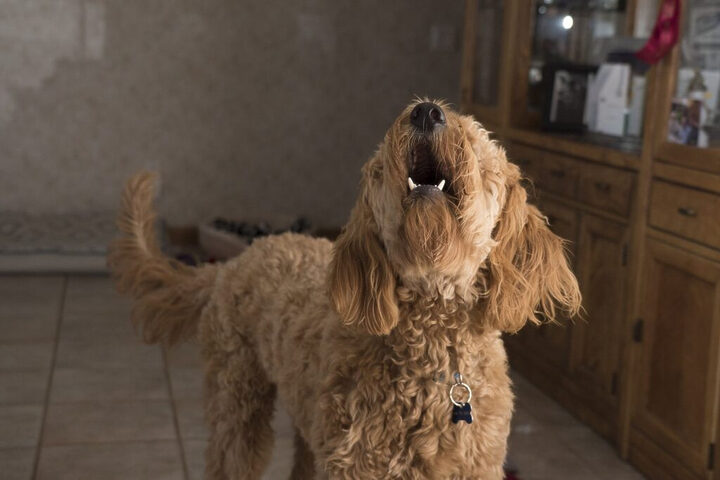 Huấn luyện viên đang hướng dẫn một chú chó Goldendoodle sủa theo lệnh trong buổi tập, minh họa giải pháp tại sao chó không sủa và cách dạy chó giao tiếp hiệu quả.