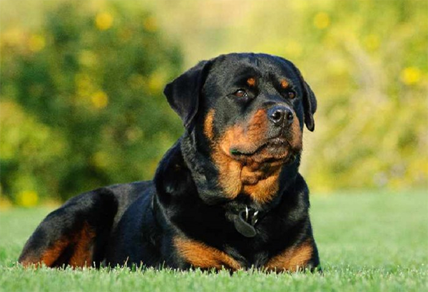 Huấn Luyện Chó Rottweiler Con Hiệu Quả Từ A Đến Z