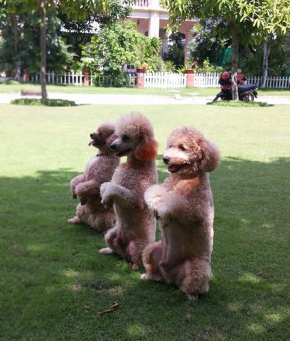 Kỹ thuật huấn luyện chó Poodle hiệu quả từ chuyên gia