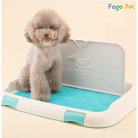 Hướng dẫn cách huấn luyện chó Poodle đi vệ sinh đúng nơi quy định