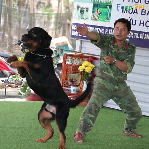 Hướng dẫn cách huấn luyện chó Rottweiler bắt tay, tăng cường sự gắn kết giữa chủ và chó.