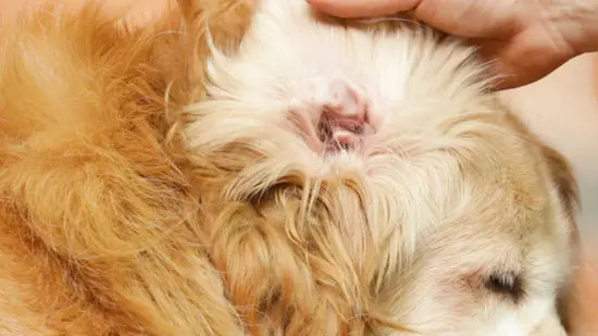 Cách Vệ Sinh Tai Cho Chó Poodle Đúng Chuẩn Tại Nhà