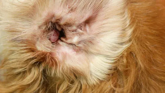 Cách Vệ Sinh Tai Cho Chó Poodle Đúng Chuẩn Tại Nhà