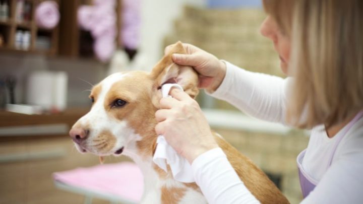 Dung Dịch Vệ Sinh Tai Cho Chó: Hướng Dẫn Chăm Sóc Đúng Cách