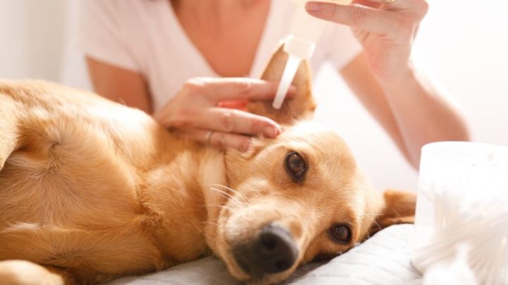 Dung Dịch Vệ Sinh Tai Cho Chó: Hướng Dẫn Chăm Sóc Đúng Cách