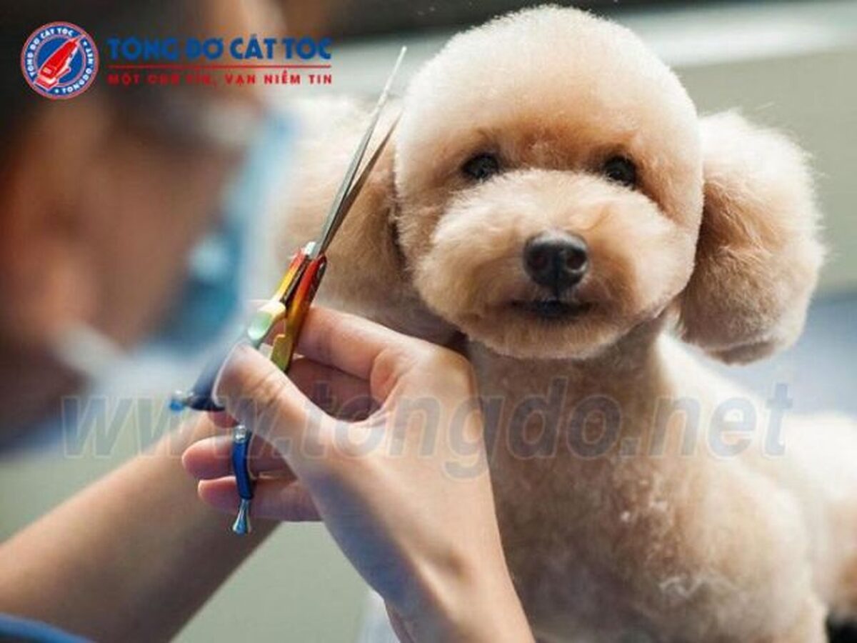 Các Kiểu Lông Chó Poodle Đẹp Nhất Và Cách Chăm Sóc Đúng Cách Lợi ích của việc cắt tỉa lông cho chó Poodle