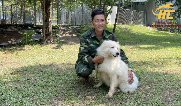 Hướng dẫn chăm sóc bộ lông dày và móng của chó Samoyed con