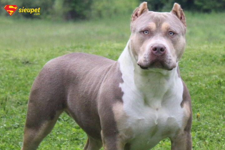 hướng dẫn chăm sóc và nuôi dưỡng chó sục pit bull mỹ