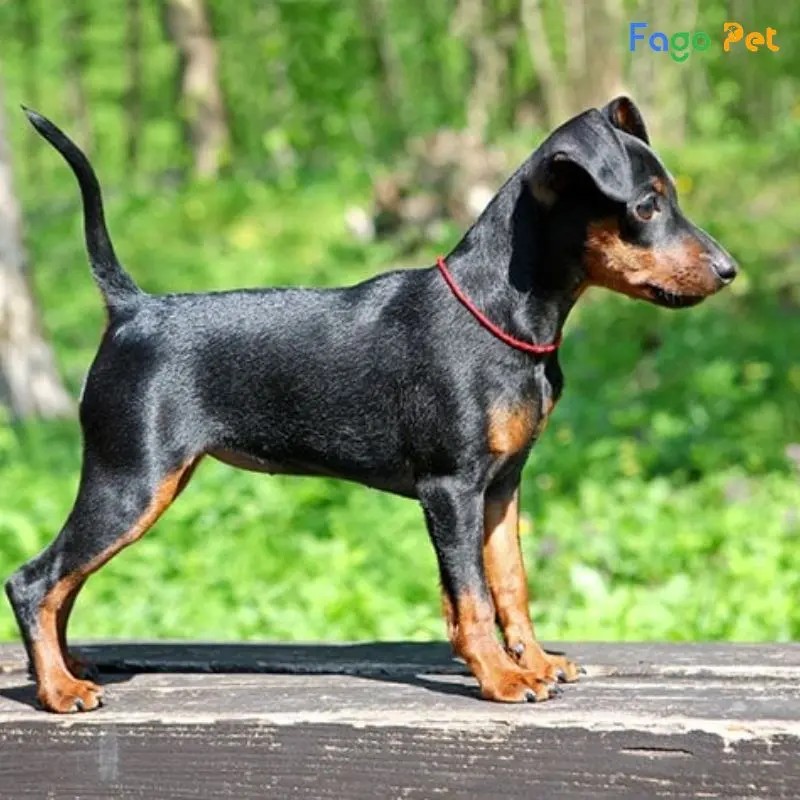 Hướng dẫn chó phốc hươu lại gần chủ khi được gọi