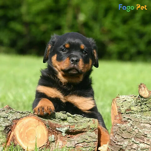 Hướng dẫn huấn luyện chó Rottweiler tìm người, phát huy khả năng đánh hơi vượt trội.