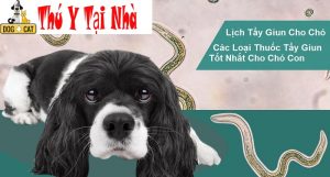 Hướng dẫn tẩy giun sán cho chó mèo tại nhà an toàn và hiệu quả