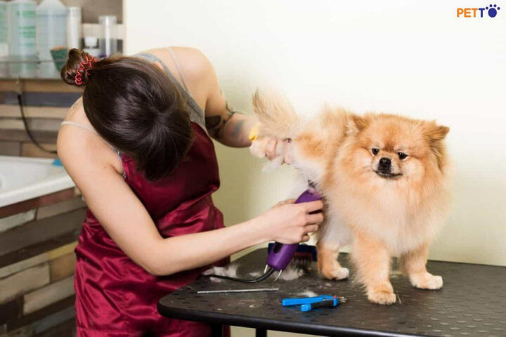 Hướng dẫn thực hành tự cắt lông cho chó và mèo, đảm bảo vệ sinh và thẩm mỹ